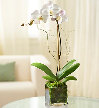 1 Stem White Phalaenopsis Orchid for Sympathy Flower Bouquet
