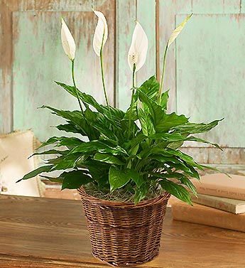 Spathiphyllum Floor Plant for Sympathy Flower Bouquet