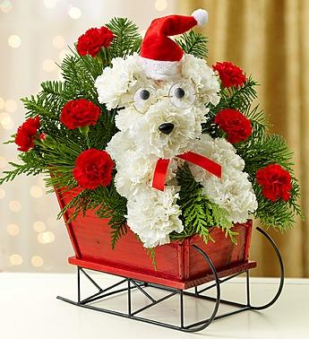 One Dog Open Sleigh