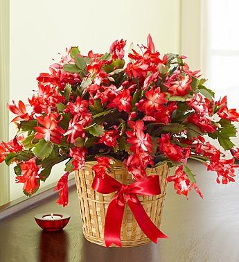 6" Christmas Cactus in Basket