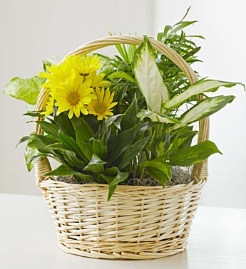 Dish Garden with Fresh Cut Flowers Flower Bouquet