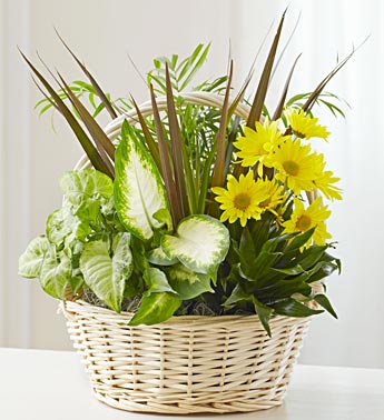 Dish Garden with Fresh Cut Flowers