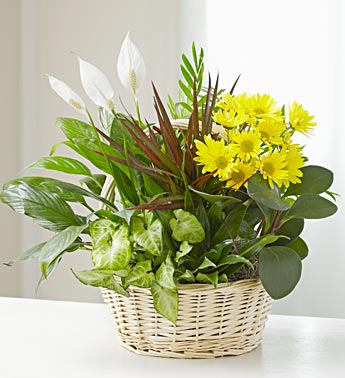 Dish Garden with Fresh Cut Flowers Flower Bouquet