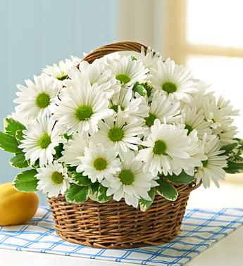 White Daisy Basket Flower Bouquet