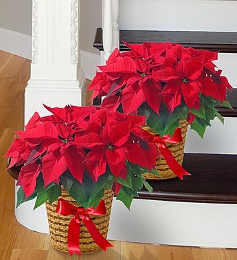 Poinsettia Holiday Plant ***BASKET VARIES ON AVAILABILITY & COLOR*** Flower Bouquet