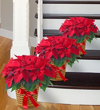 Poinsettia Holiday Plant ***BASKET VARIES ON AVAILABILITY & COLOR*** Flower Bouquet