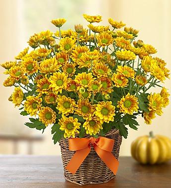 Fall Mum in Basket Flower Bouquet