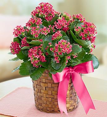 Kalanchoe Plant Flower Bouquet