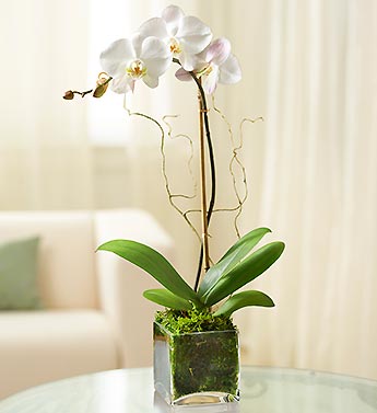 White Phalaenopsis Orchid Flower Bouquet