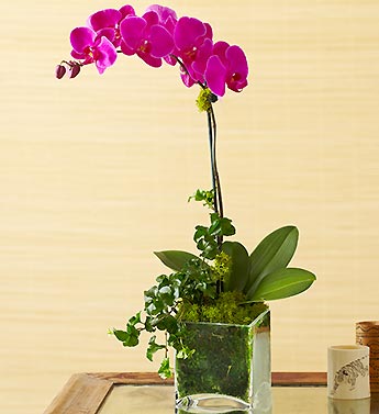 1 Stem Purple Phalaenopsis Orchid Flower Bouquet