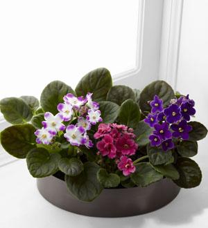 The FTD® African Violets