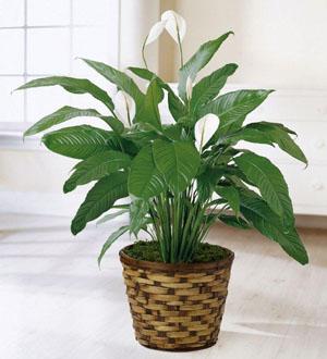 The FTD® Spathiphyllum