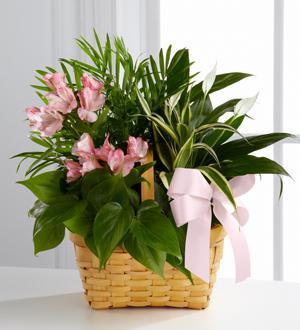 The FTD® Living Spirit™ Dishgarden Flower Bouquet