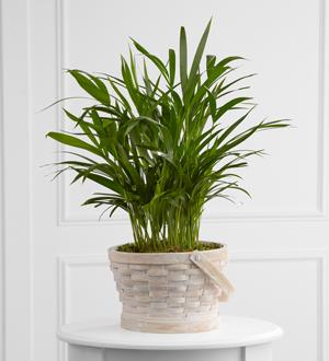 The FTD® Deeply Adored™ Palm Planter Flower Bouquet