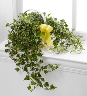 The FTD® Solace™ Ivy Planter