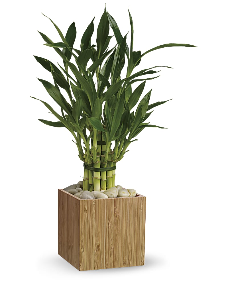 Good Luck Bamboo Flower Bouquet