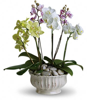 Regal Orchids 6 Stems large in assorted ceramic planter Flower Bouquet
