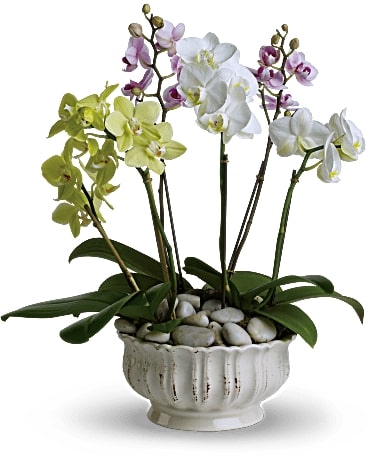 Regal Orchids 6 Stems large in assorted ceramic planter Flower Bouquet