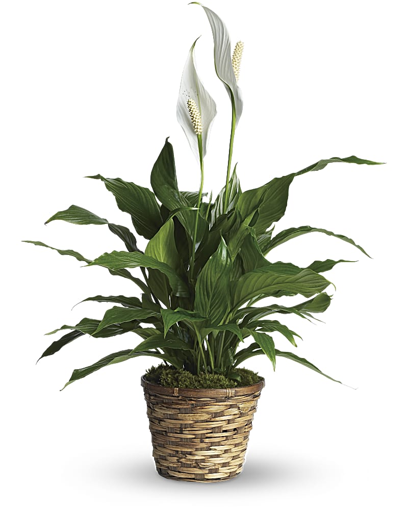 Simply Elegant - Small Spathiphyllum (Peace Lily) Flower Bouquet