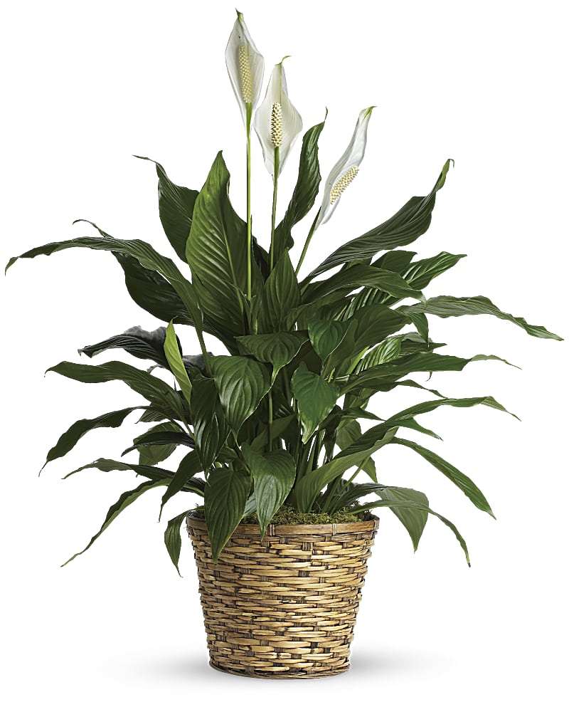 Simply Elegant - Medium Spathiphyllum (Peace Lily)
