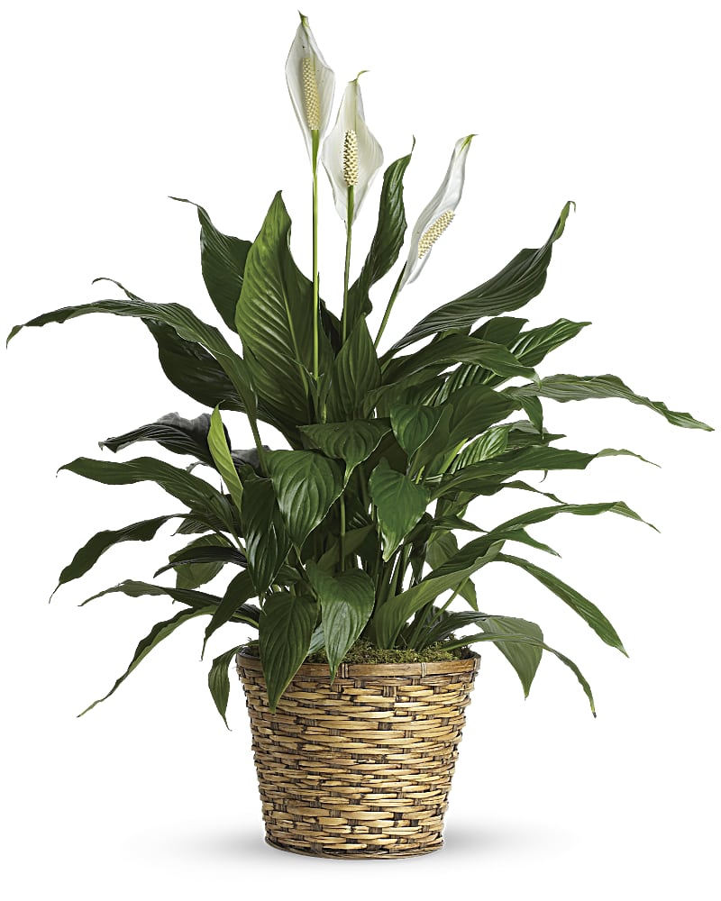 Simply Elegant Spathiphyllum - Medium Flower Bouquet