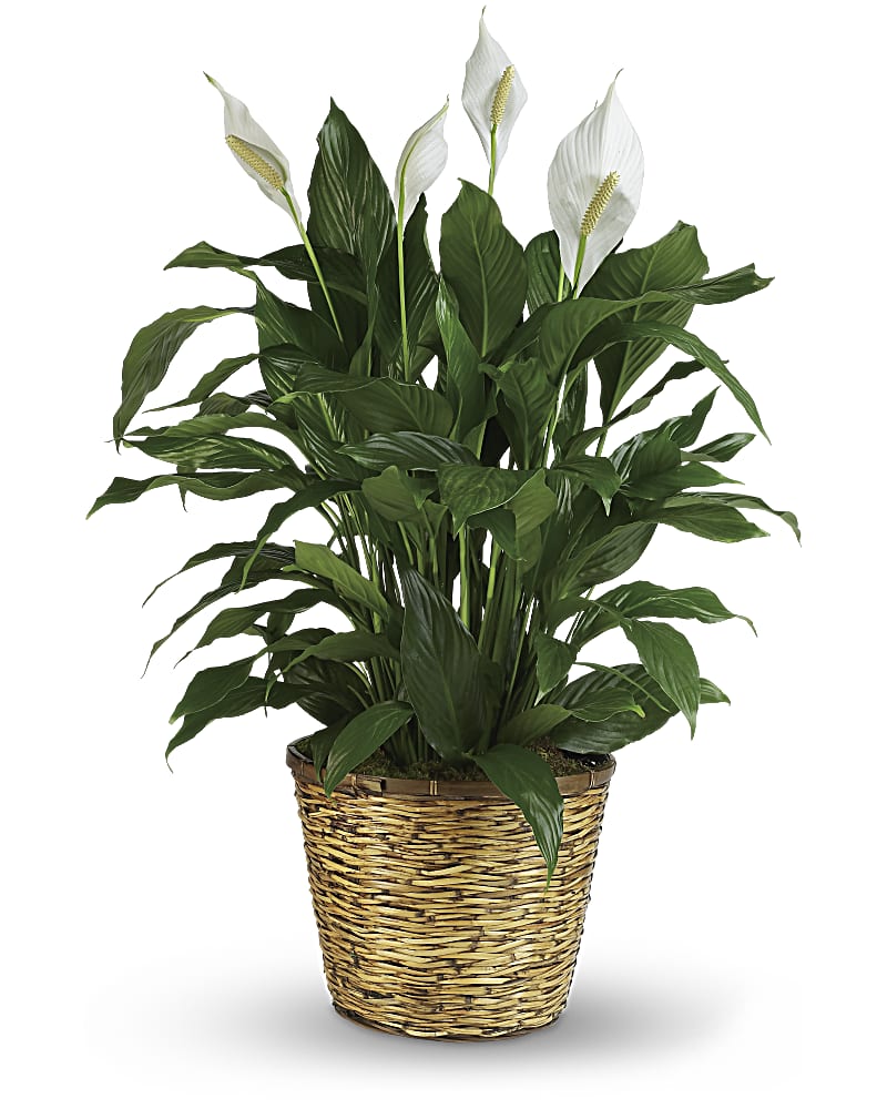 Simply Elegant - Large Spathiphyllum (Peace Lily)