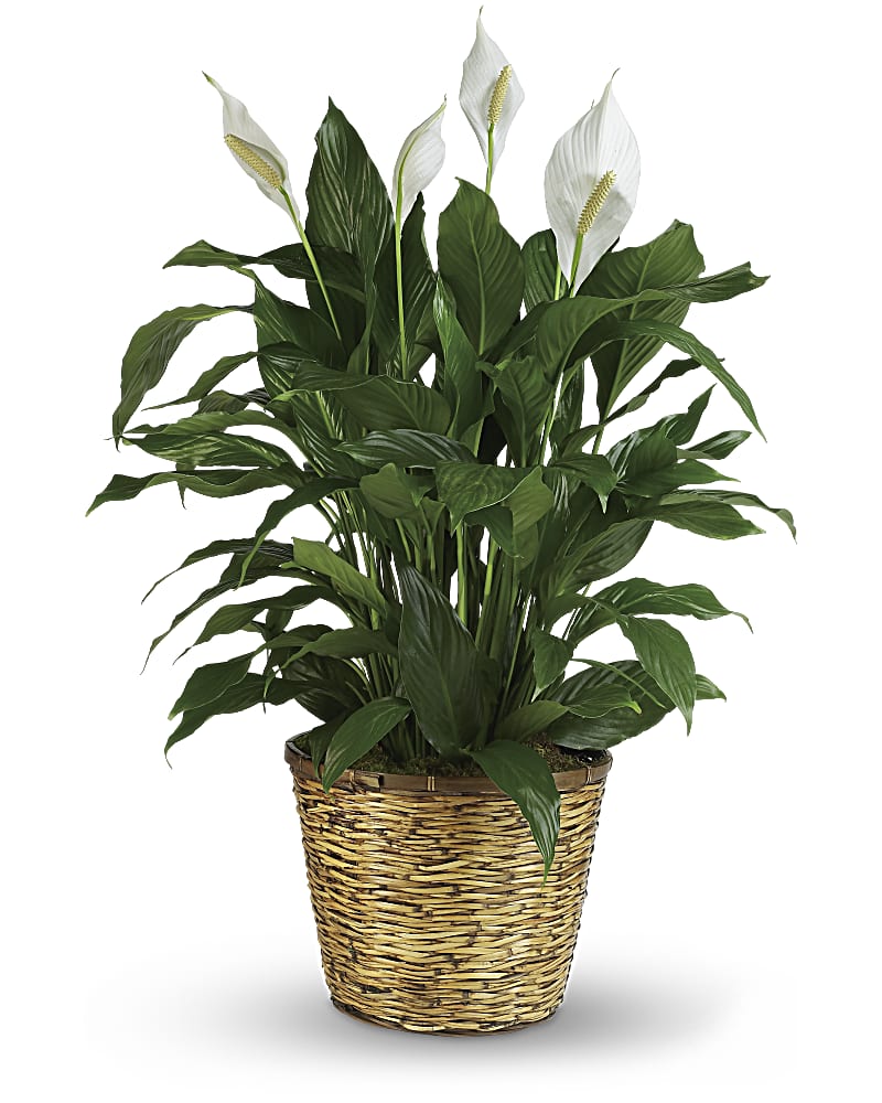 Simply Elegant - Large Spathiphyllum (Peace Lily) Flower Bouquet