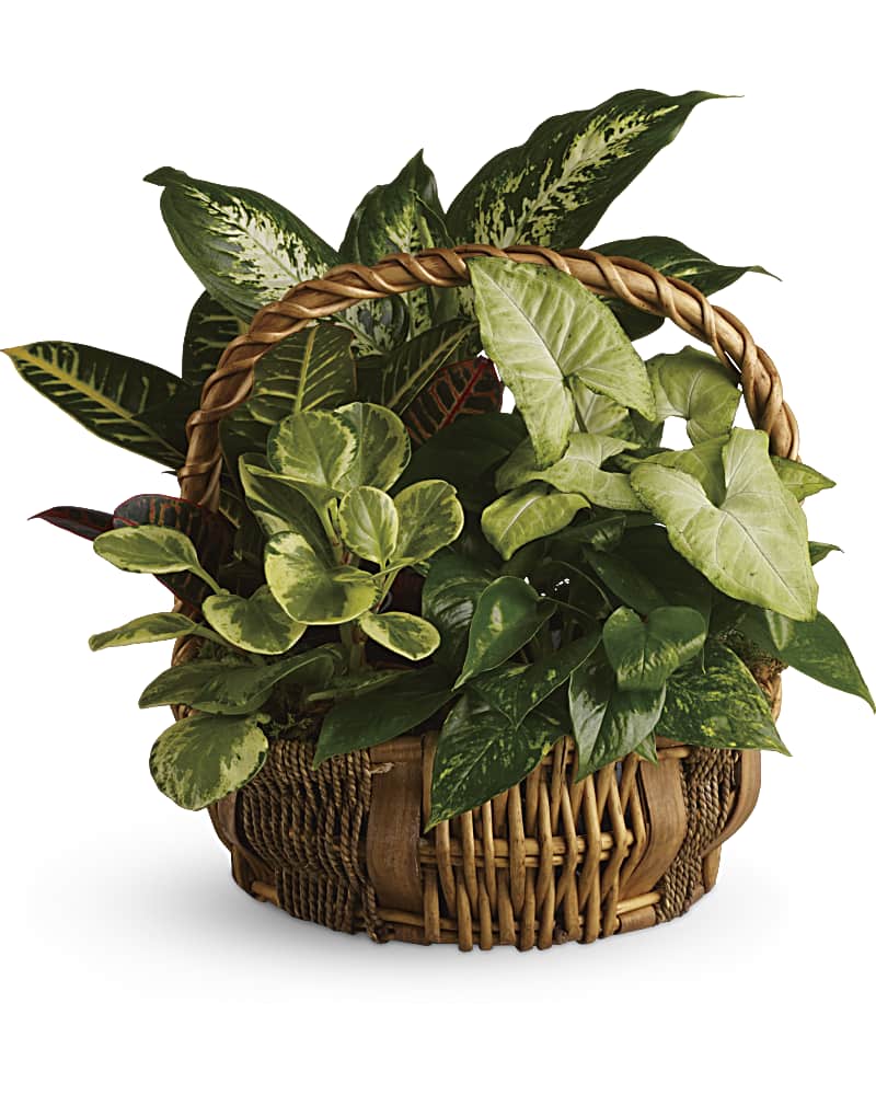 Emerald Garden Basket Flower Bouquet
