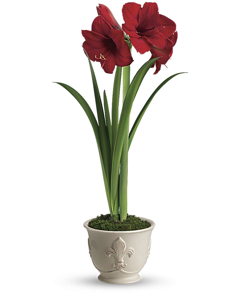 Merry Amaryllis