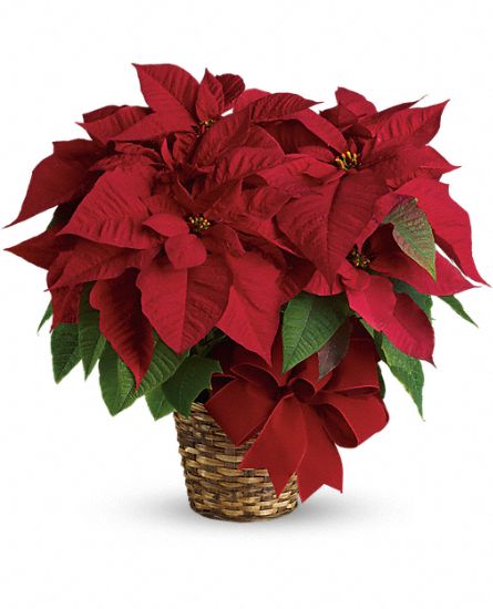 XL: Red Poinsettia **BASKET & BOW Varies on availability & color*** Flower Bouquet