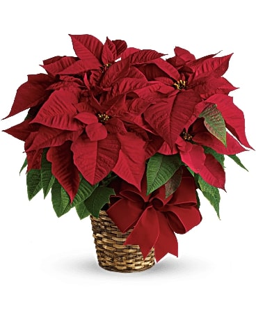 Red Poinsettia Flower Bouquet