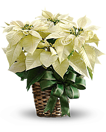 White Poinsettia - 8" Flower Bouquet