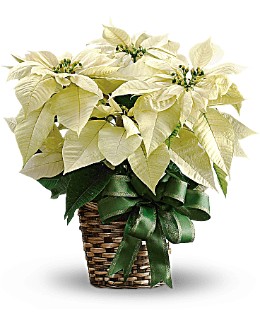 White Poinsettia - 8"