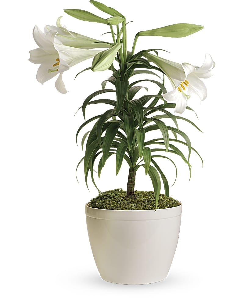 Easter Lily Plant 8" (2-Stem) Flower Bouquet