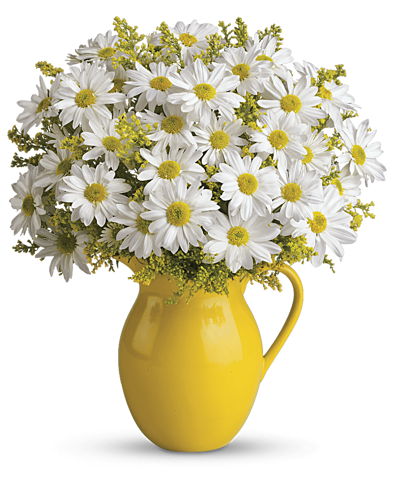 Sunny Day Pitcher of Daisies