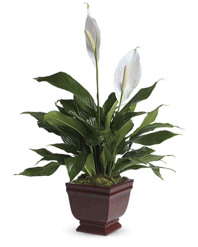Lovely One Spathiphyllum Plant Flower Bouquet