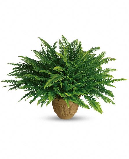 Heartwarming Thoughts Boston Fern Flower Bouquet