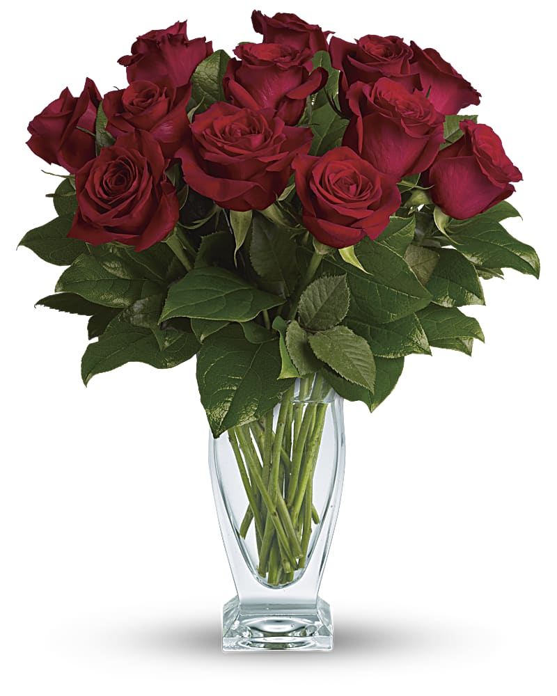 Rose Classique - Dozen Red Roses