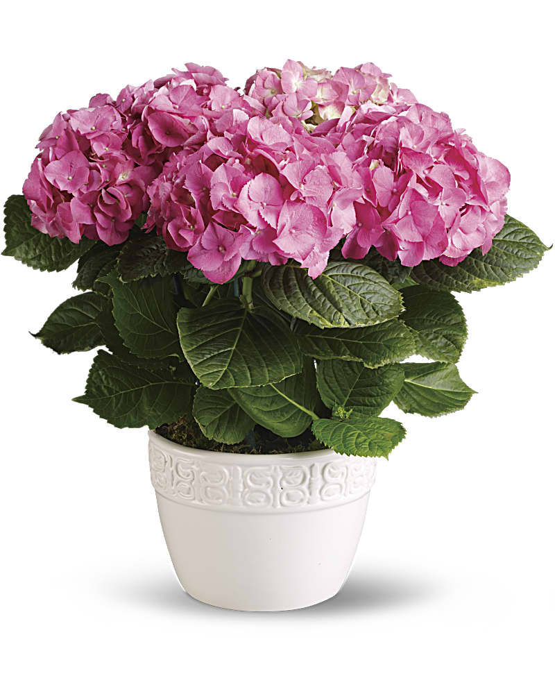 Happy Hydrangea - Pink