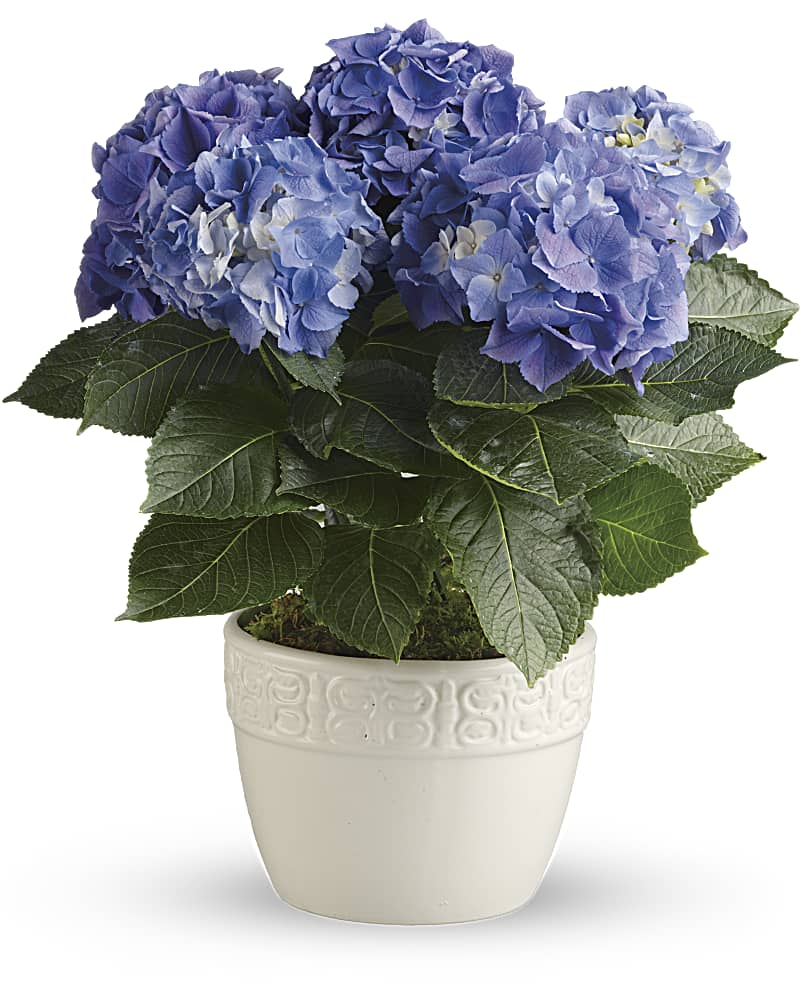 Happy Hydrangea - Blue