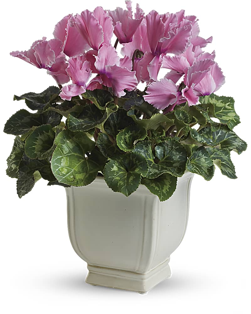 Sunny Cyclamen