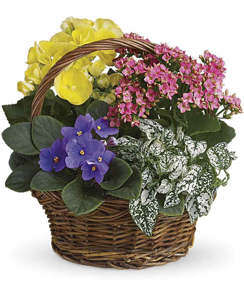 Spring Has Sprung Mixed Basket