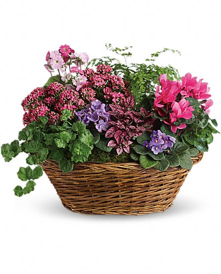 Simply Chic Mixed Plant Basket Flower Bouquet