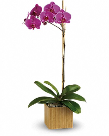 Single Orchid