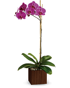 Teleflora's Sublime Orchid