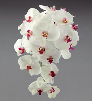 The FTD® Elegant Entrance™ Bouquet by Vera Wang Flower Bouquet