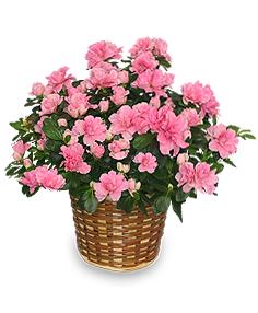 blooming azalea plant rhododendron hybrid Flower Bouquet