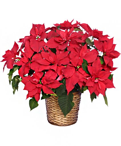 RADIANT POINSETTIA