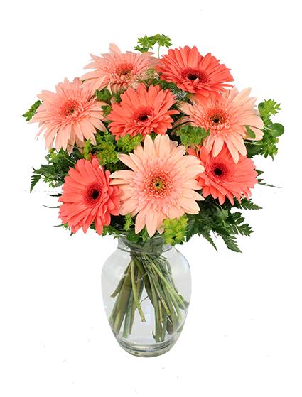 Crazy in Love Daisies  Arrangement