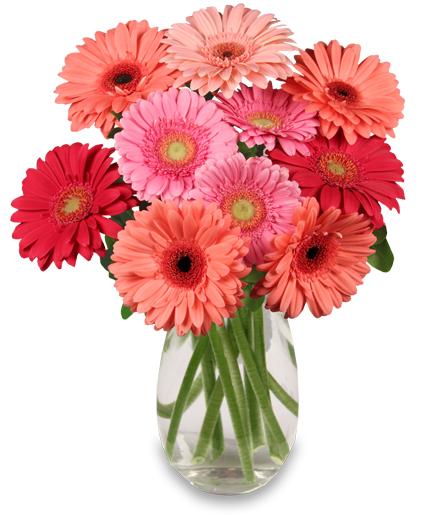 Dancing Daisies
 Arrangement